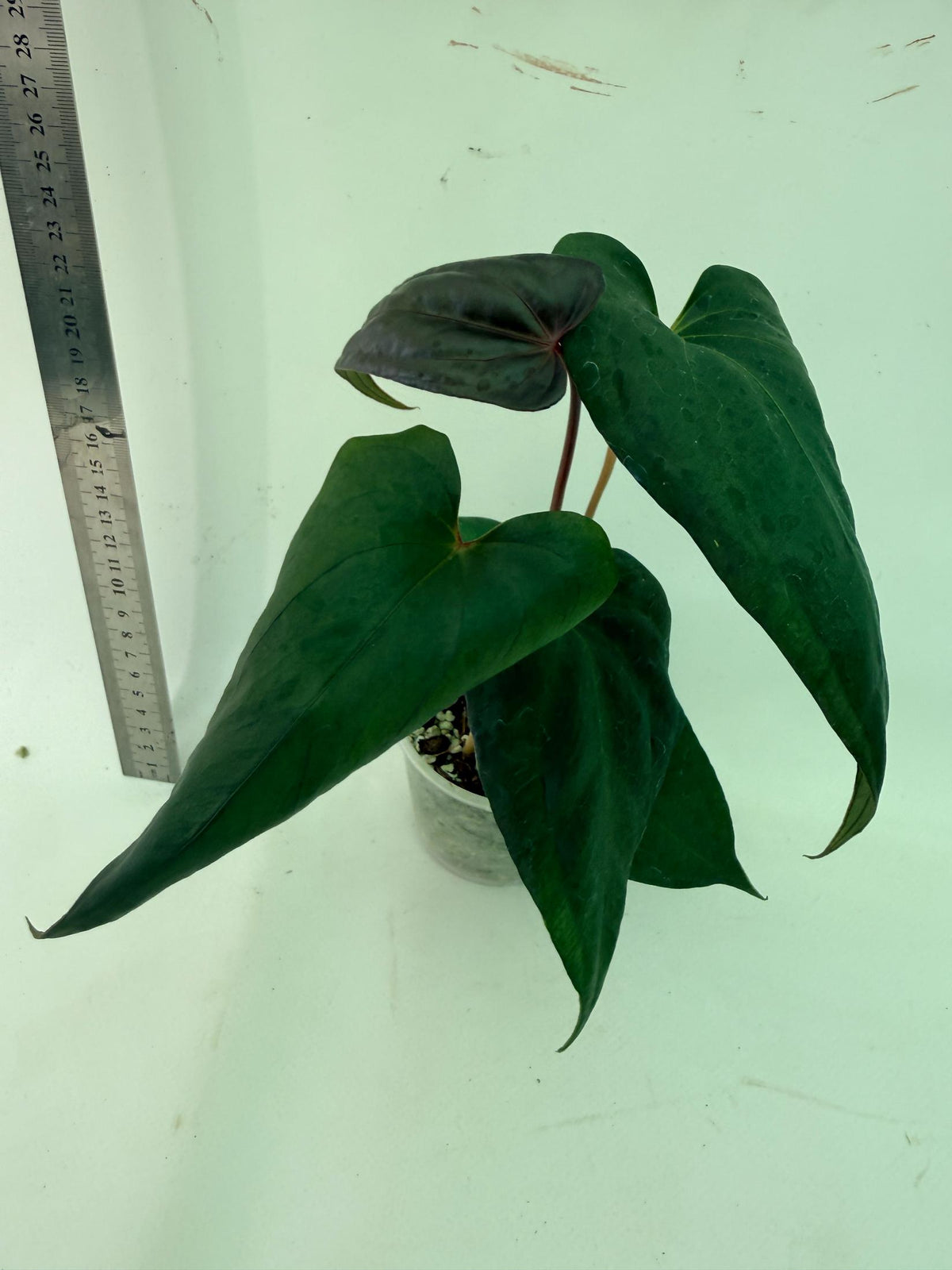 Anthurium Red Vein Dark Phoenix x Red Vein Dark Sweetheart 4