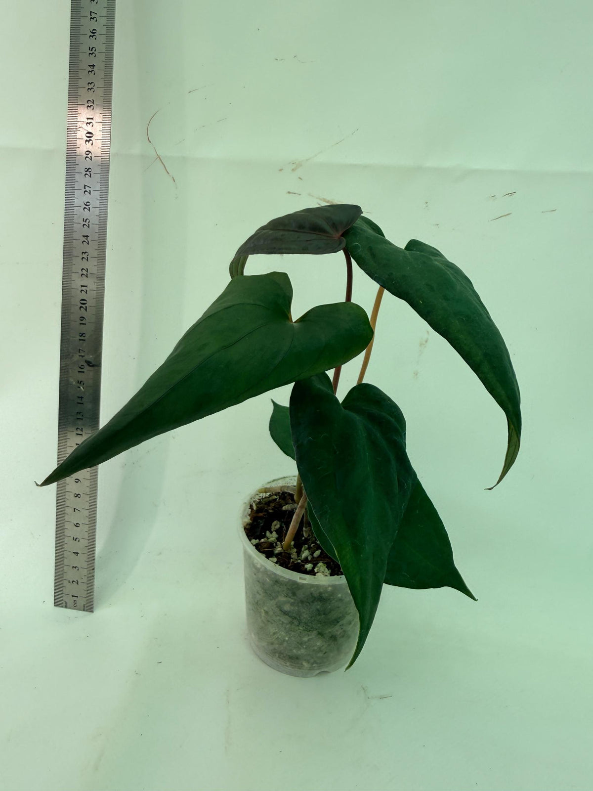 Anthurium Red Vein Dark Phoenix x Red Vein Dark Sweetheart 5