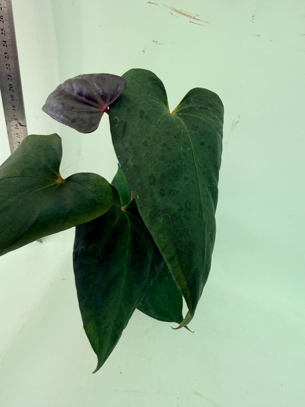 Anthurium Red Vein Dark Phoenix x Red Vein Dark Sweetheart 6