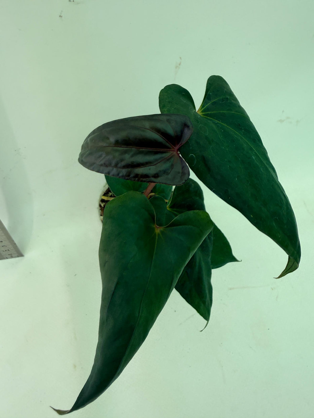 Anthurium Red Vein Dark Phoenix x Red Vein Dark Sweetheart 1