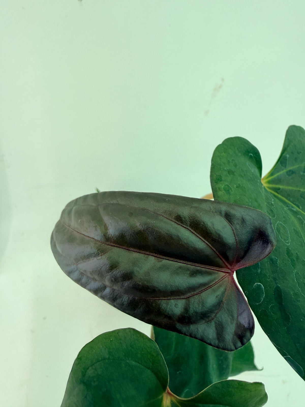 Anthurium Red Vein Dark Phoenix x Red Vein Dark Sweetheart 7