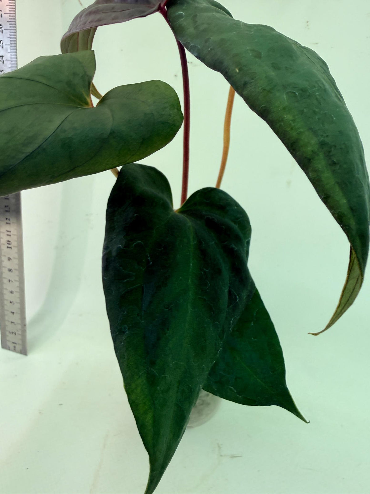 Anthurium Red Vein Dark Phoenix x Red Vein Dark Sweetheart 8