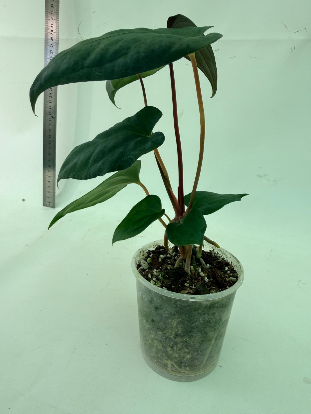 Anthurium Red Vein Dark Phoenix x Red Vein Dark Sweetheart 9