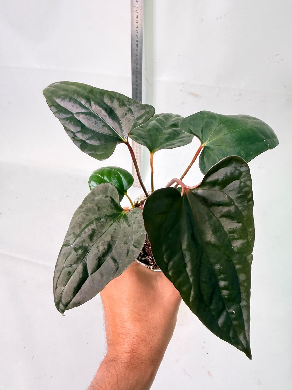 Anthurium Red Vein Dark Phoenix x Red Vein Dark Sweetheart 2