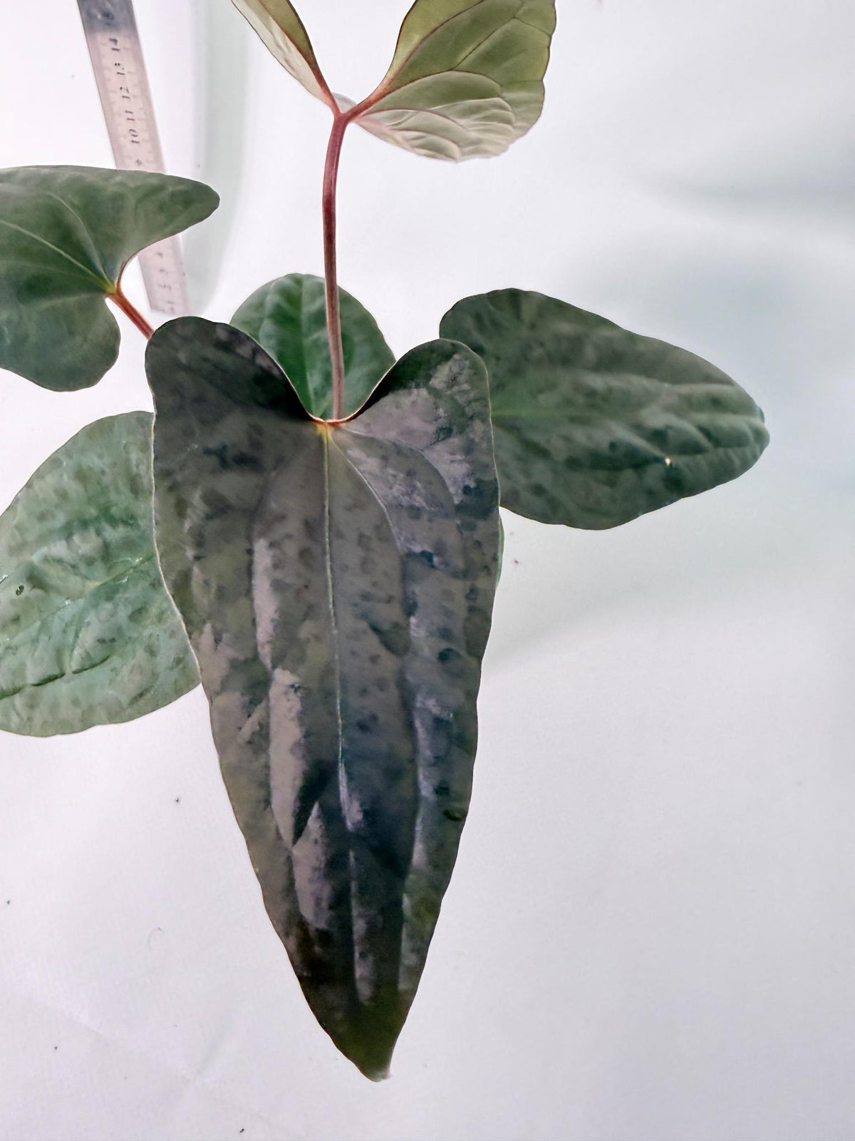 Anthurium Red Vein Dark Phoenix x Red Vein Dark Sweetheart 9