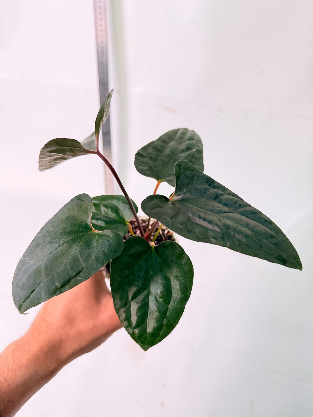 Anthurium Red Vein Dark Phoenix x Red Vein Dark Sweetheart 10