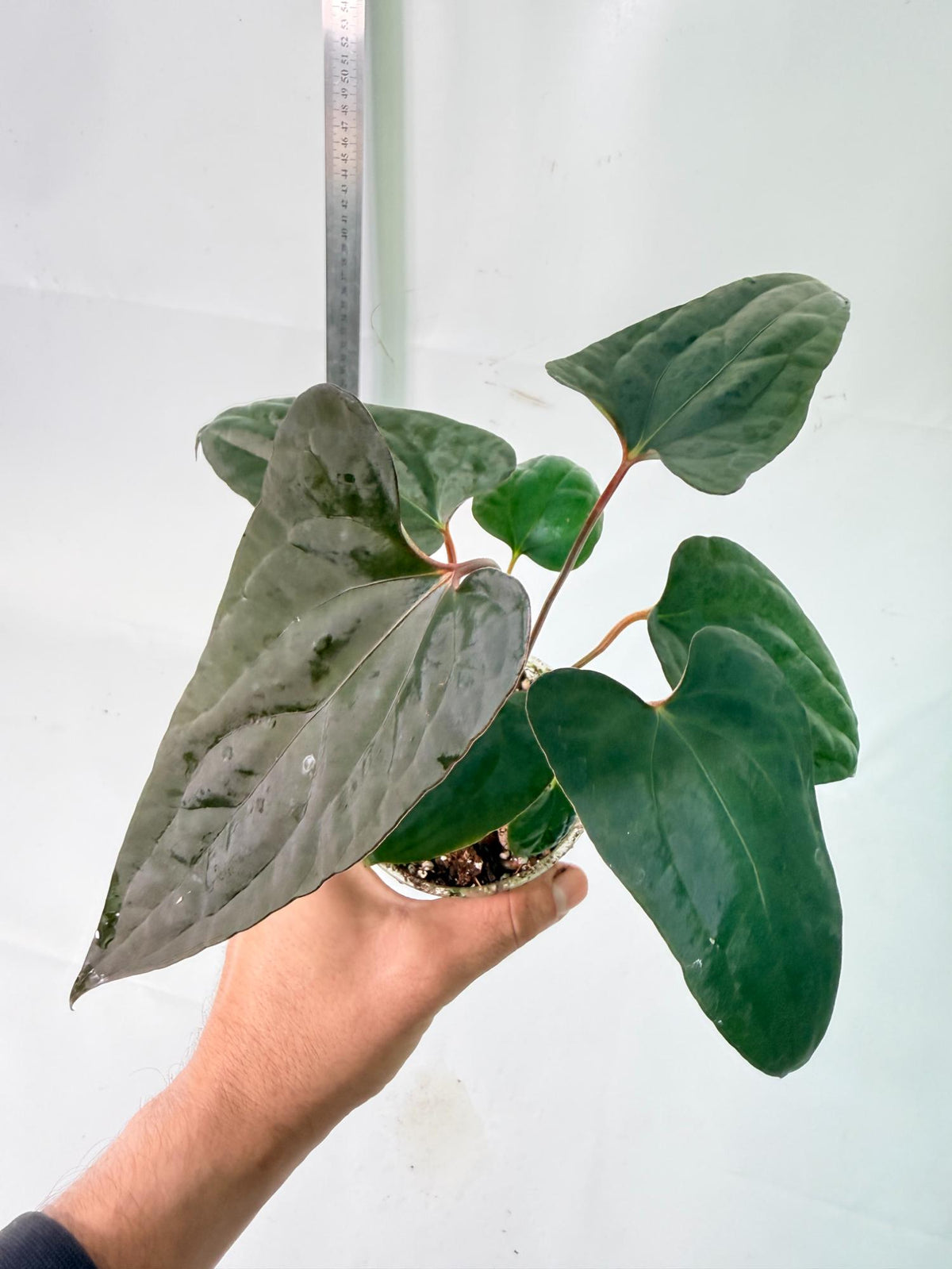 Anthurium Red Vein Dark Phoenix x Red Vein Dark Sweetheart 11