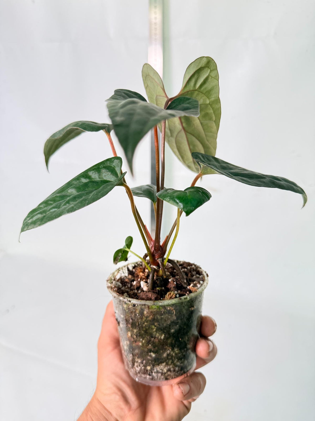 Anthurium Red Vein Dark Phoenix x Red Vein Dark Sweetheart 7