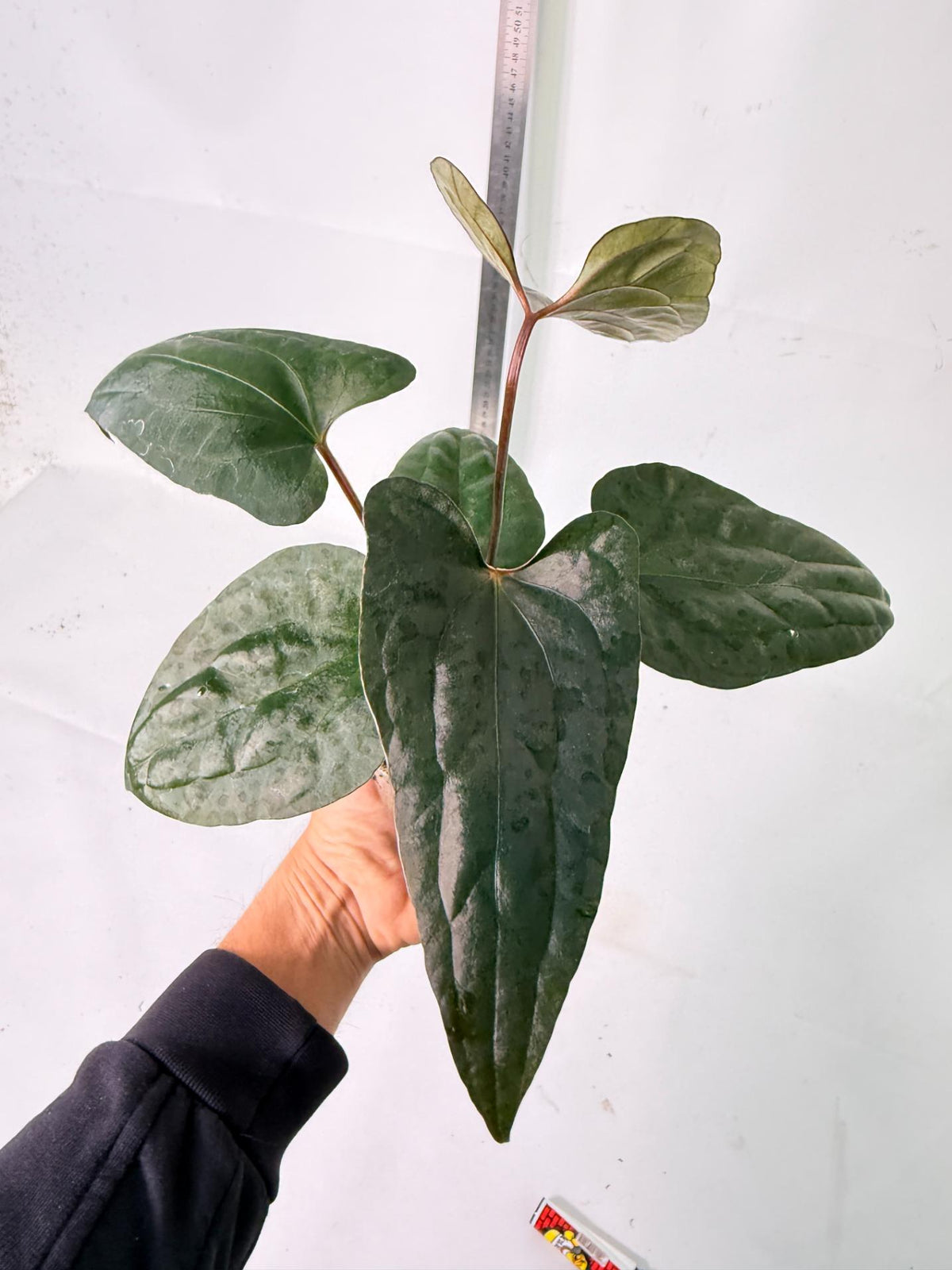 Anthurium Red Vein Dark Phoenix x Red Vein Dark Sweetheart 3