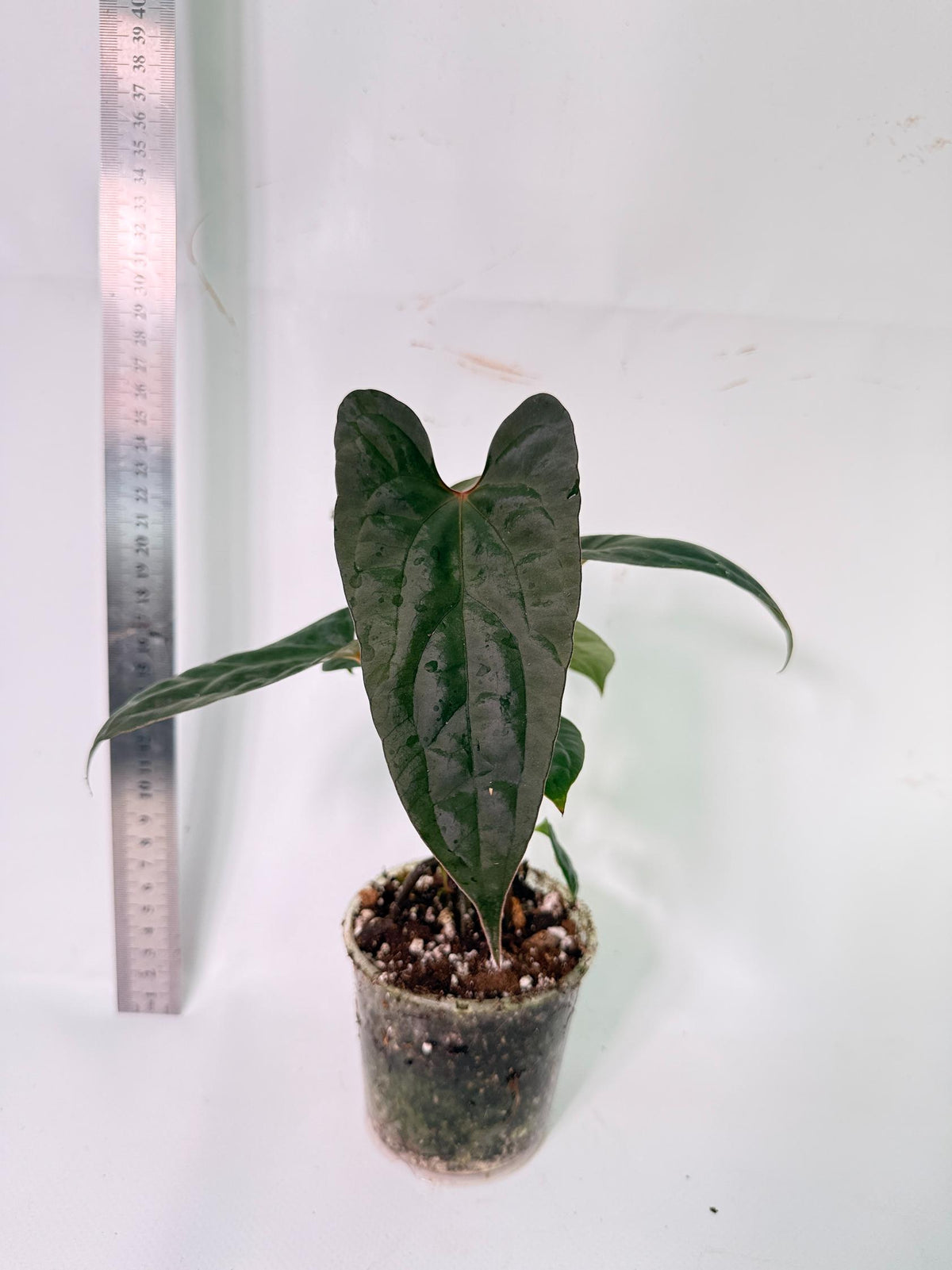 Anthurium Red Vein Dark Phoenix x Red Vein Dark Sweetheart 4