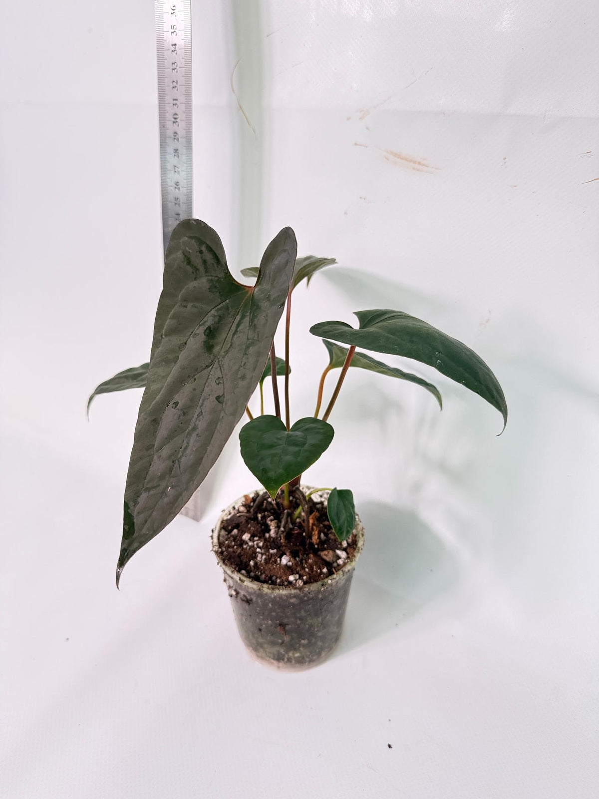Anthurium Red Vein Dark Phoenix x Red Vein Dark Sweetheart 5