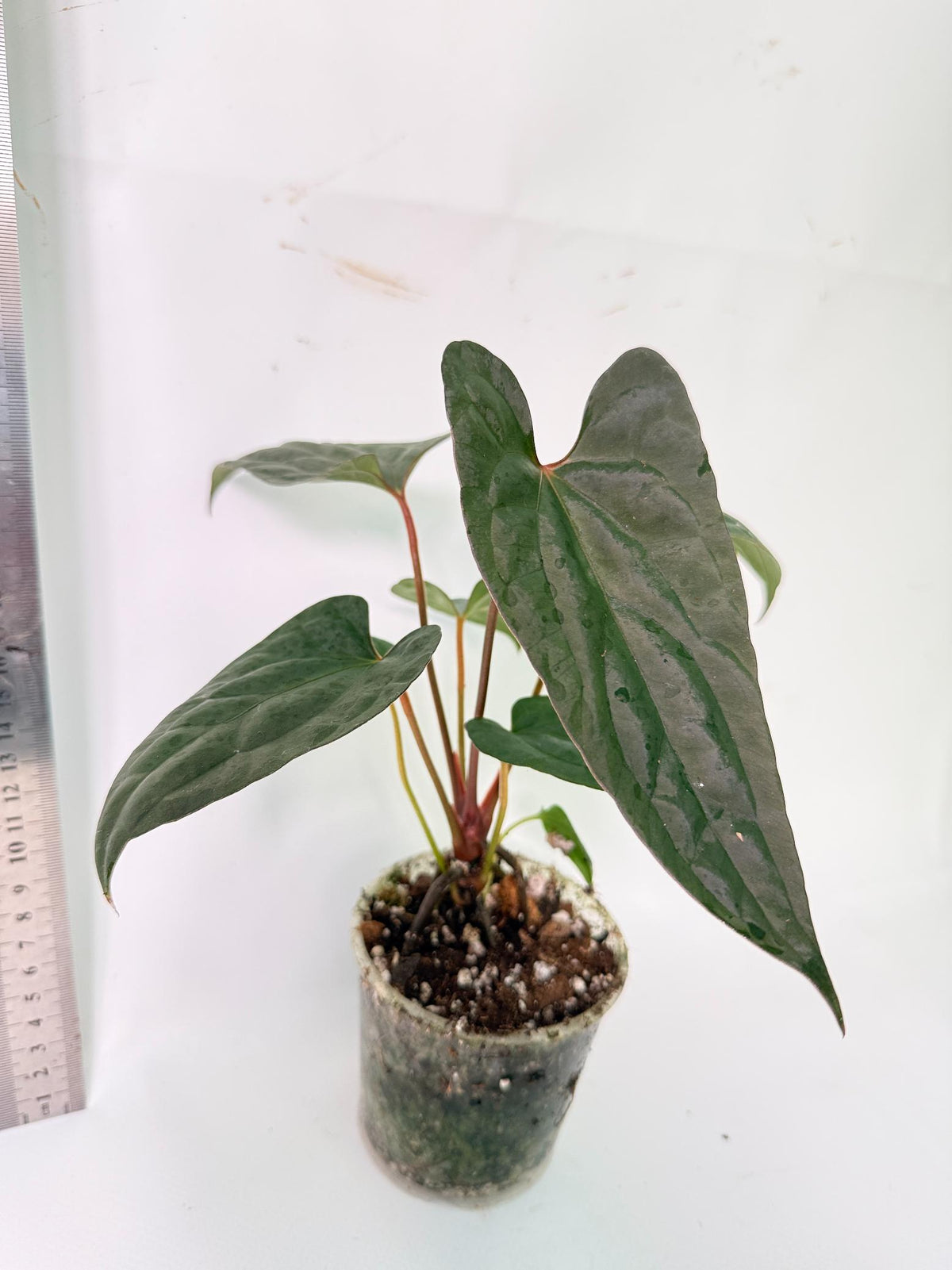 Anthurium Red Vein Dark Phoenix x Red Vein Dark Sweetheart 6