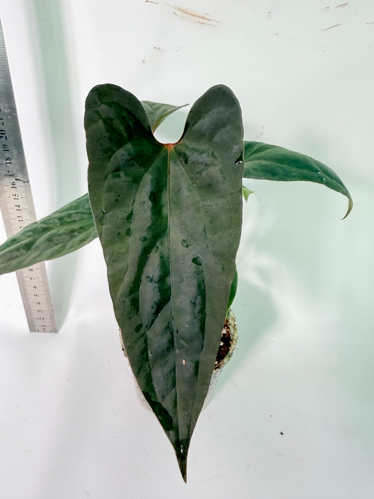 Anthurium Red Vein Dark Phoenix x Red Vein Dark Sweetheart 1