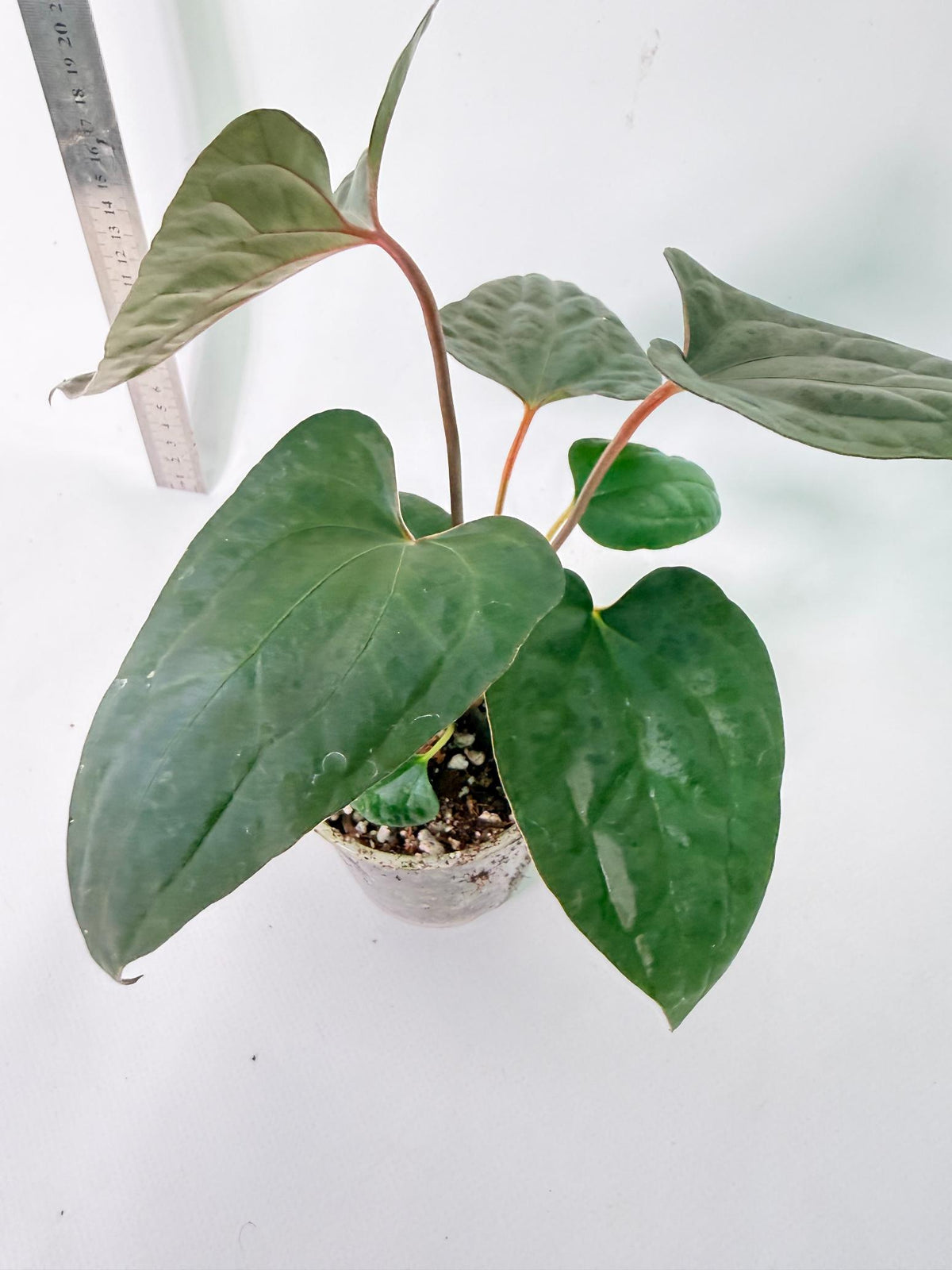 Anthurium Red Vein Dark Phoenix x Red Vein Dark Sweetheart 8