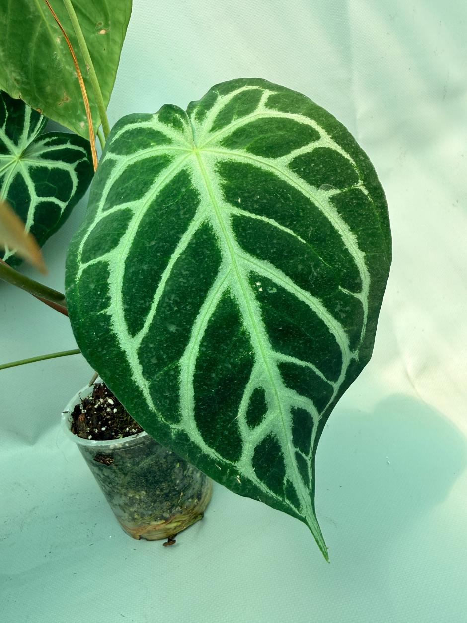 Anthurium Red Crystallinum x Silver Blush 9