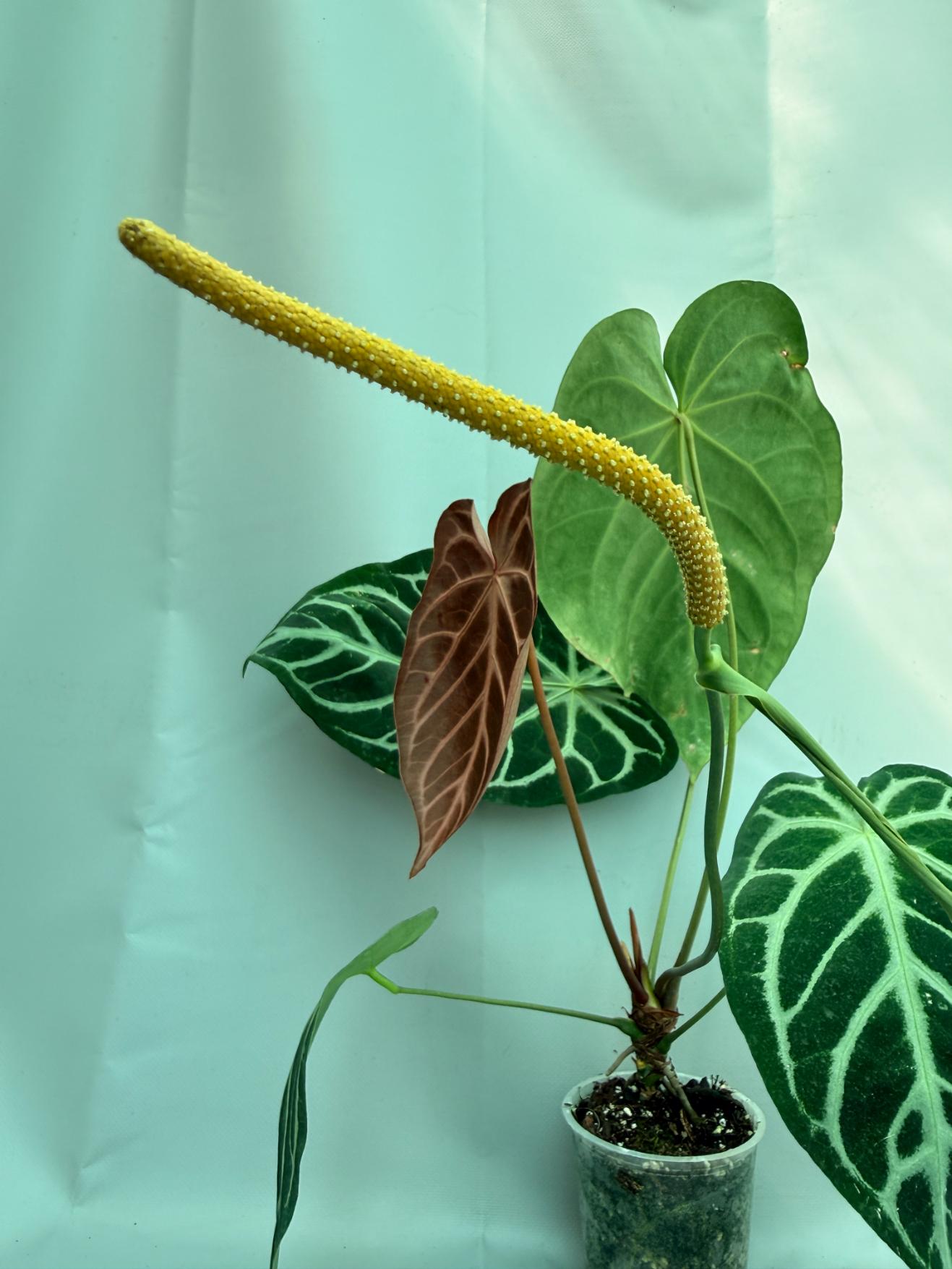 Anthurium Red Crystallinum x Silver Blush 10