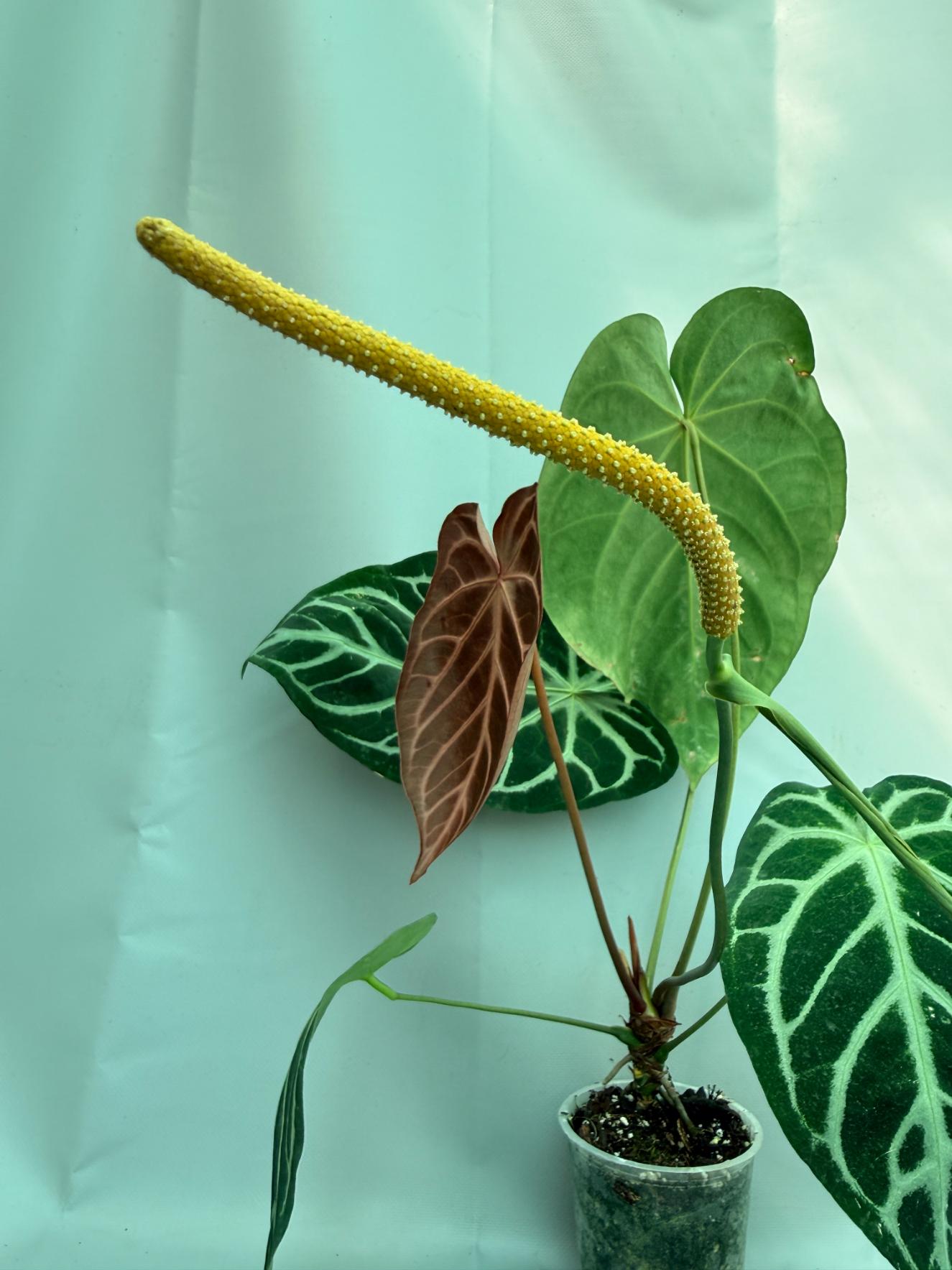 Anthurium Red Crystallinum x Silver Blush 10