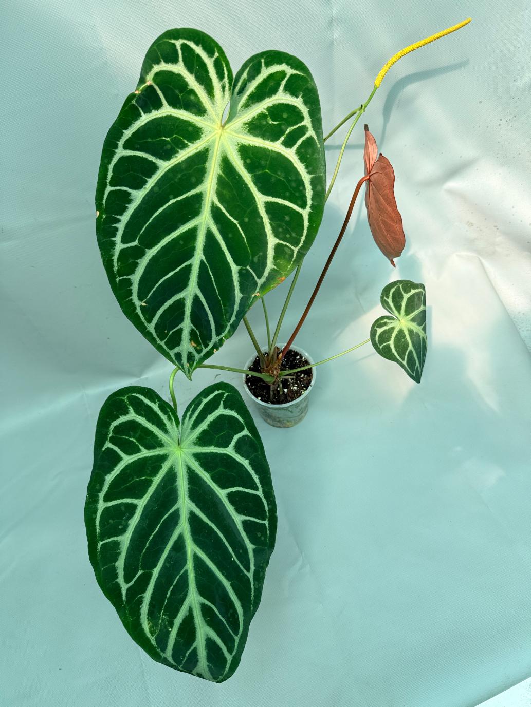 Anthurium Red Crystallinum x Silver Blush 11
