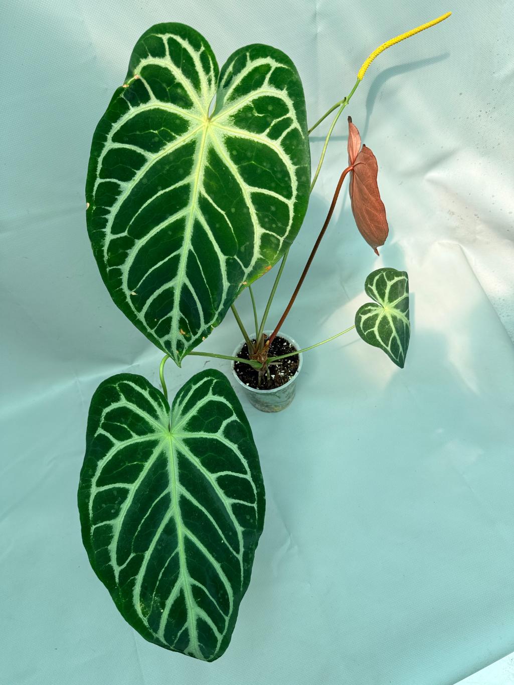 Anthurium Red Crystallinum x Silver Blush 12