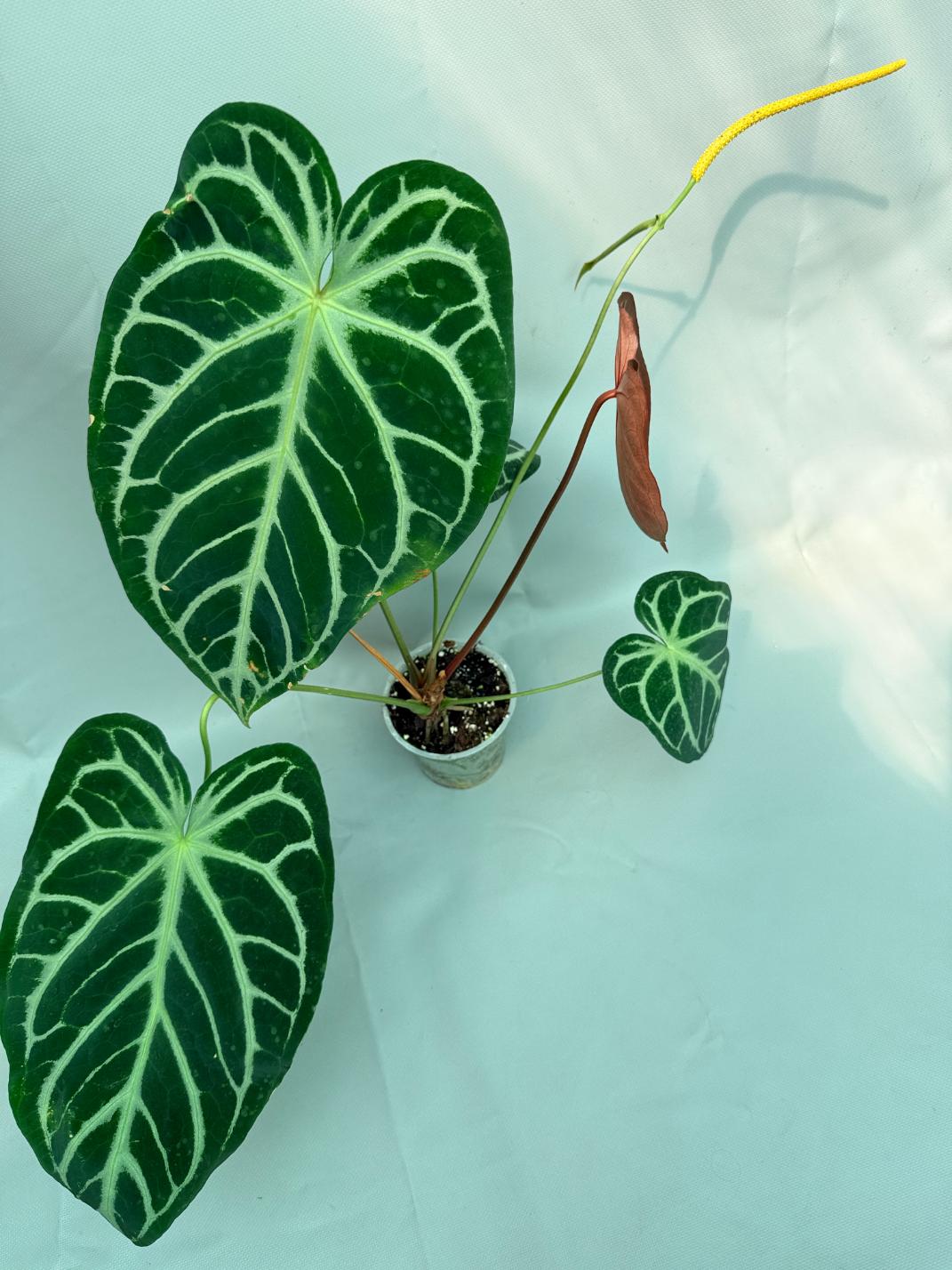 Anthurium Red Crystallinum x Silver Blush 3