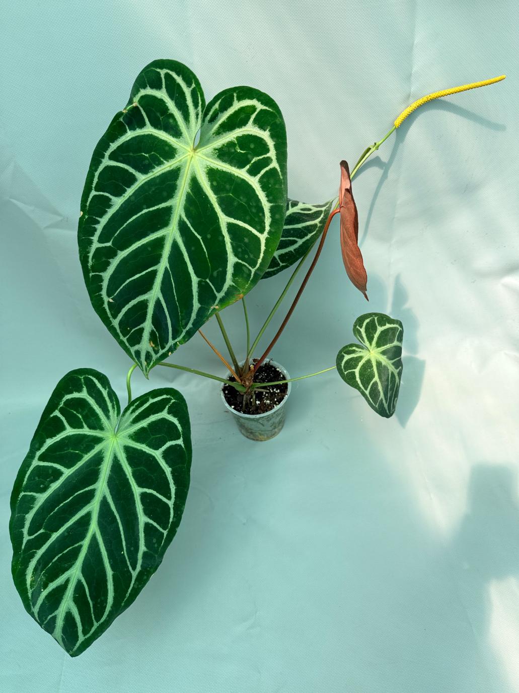 Anthurium Red Crystallinum x Silver Blush 4