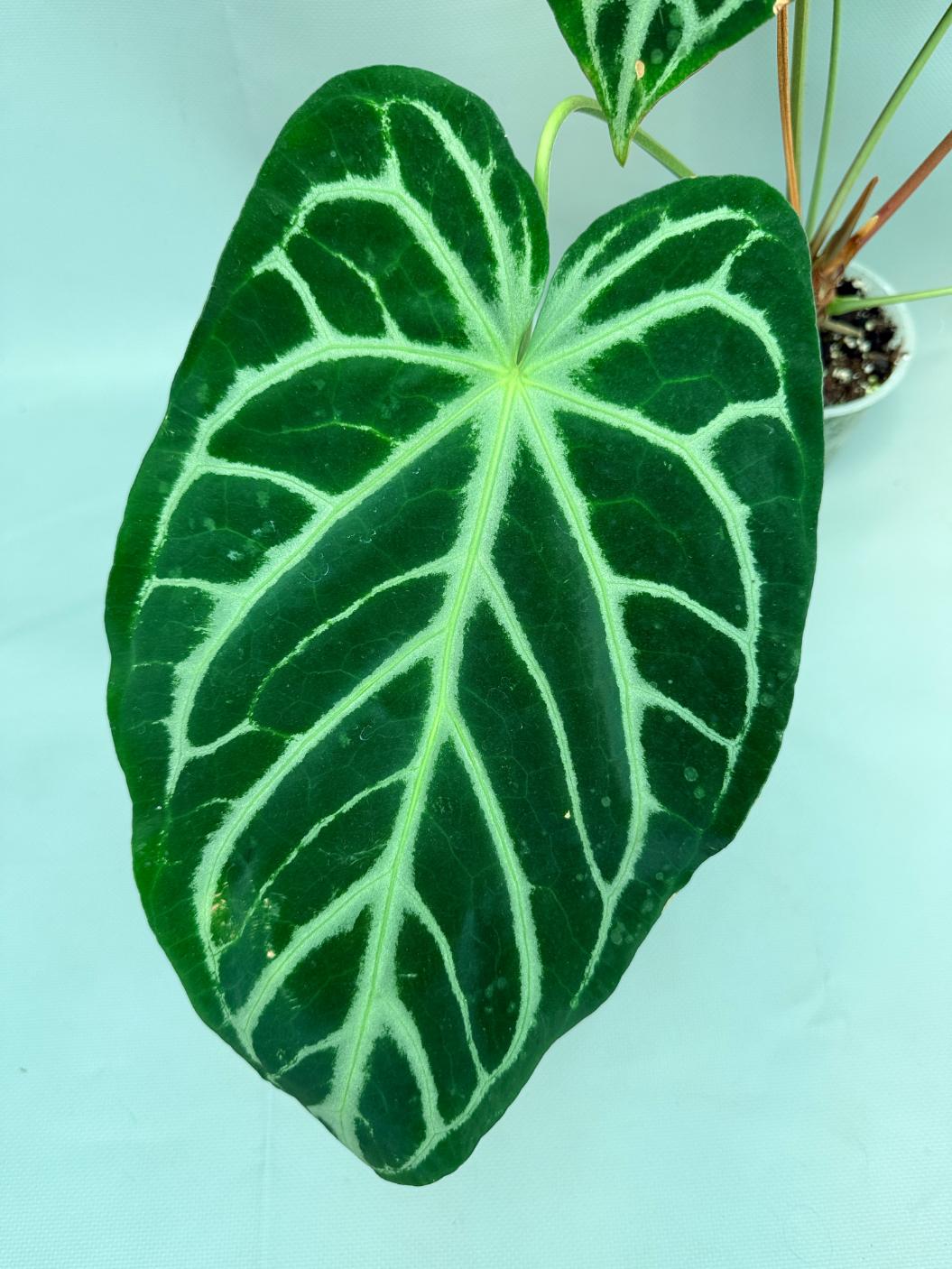 Anthurium Red Crystallinum x Silver Blush 5