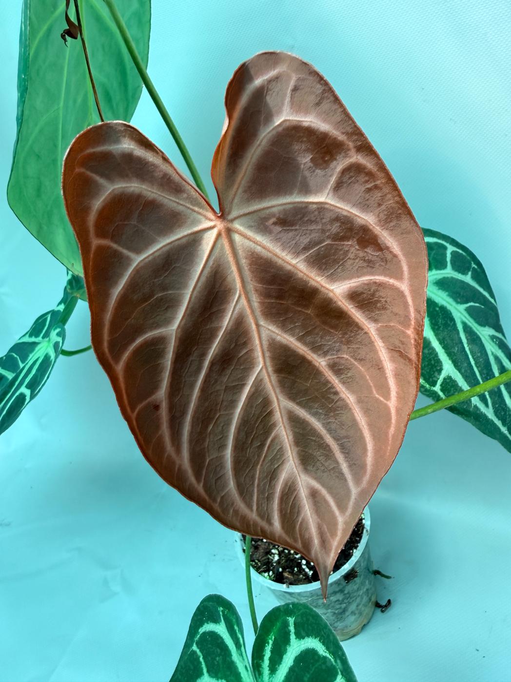 Anthurium Red Crystallinum x Silver Blush 2