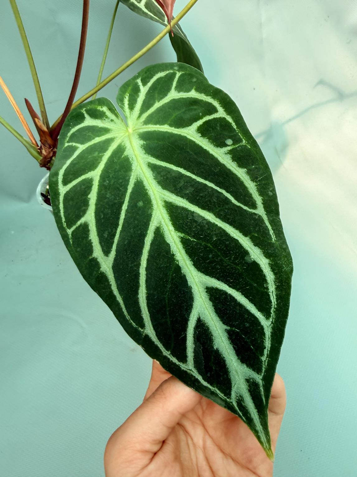 Anthurium Red Crystallinum x Silver Blush 7