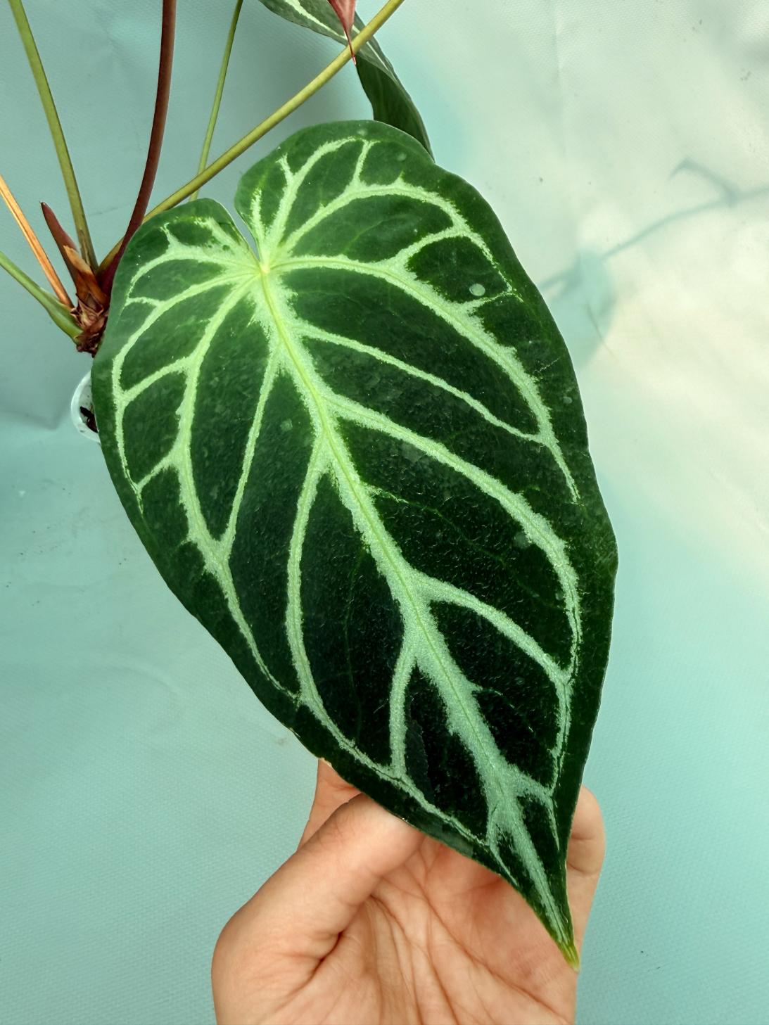 Anthurium Red Crystallinum x Silver Blush 8