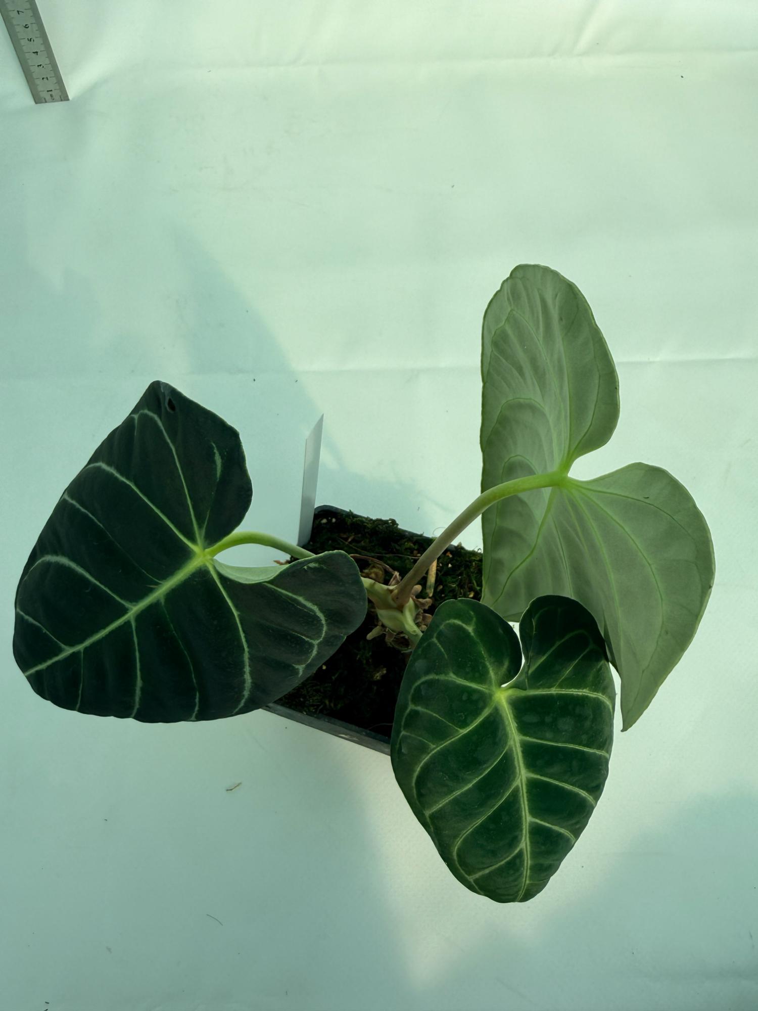 anthurium regale ebay Anthurium Regale