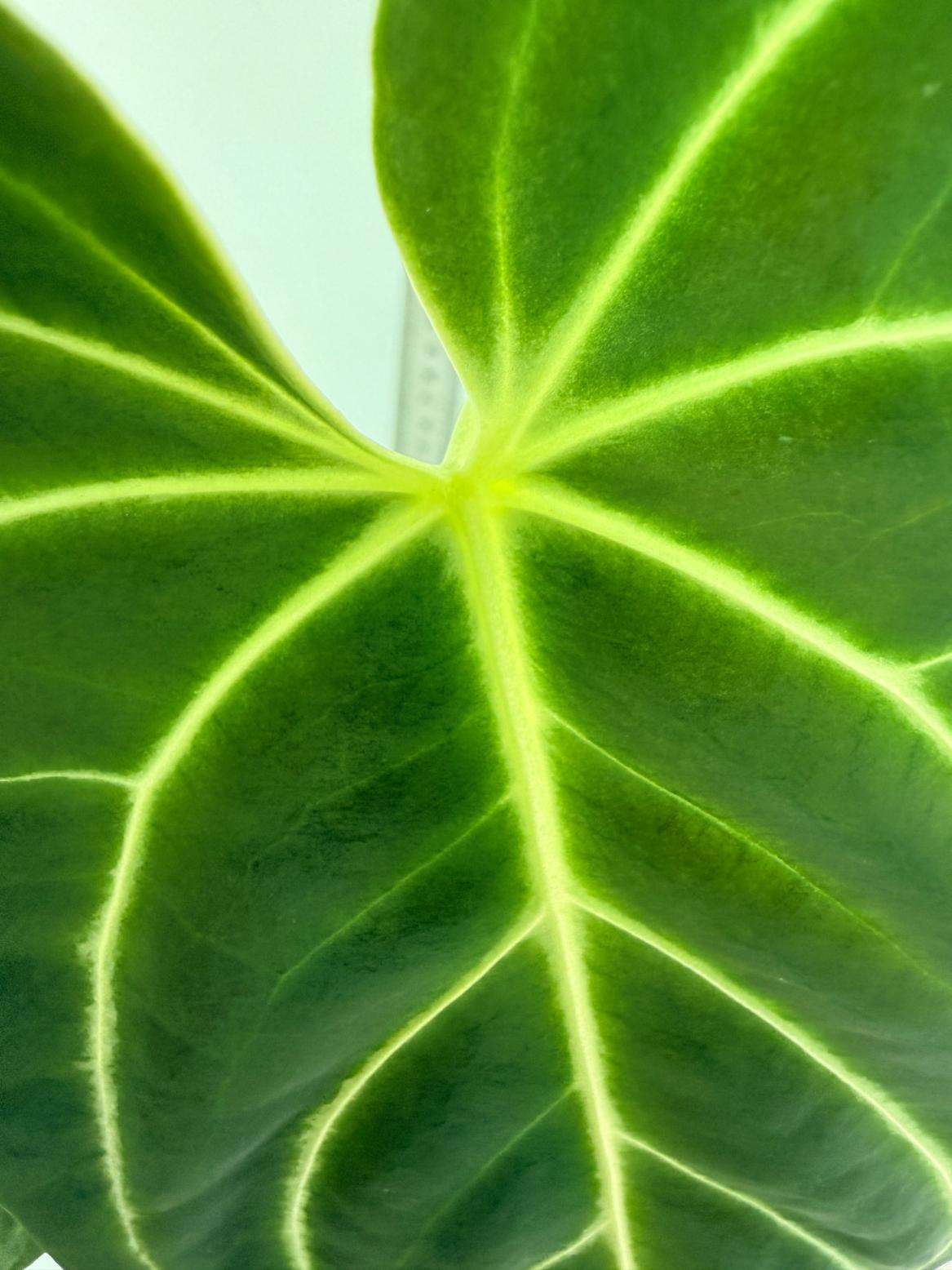 Anthurium Regale 9