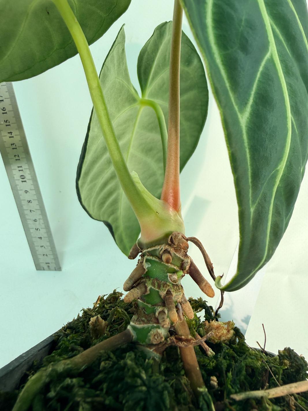 Anthurium Regale 10