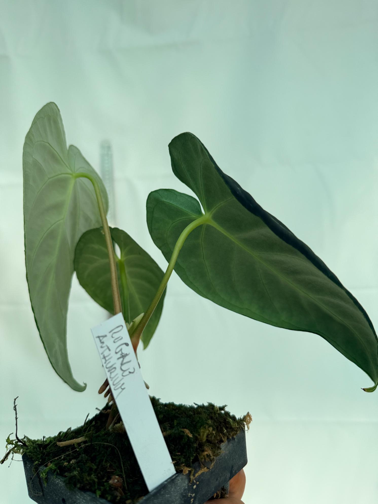 Anthurium Regale 11