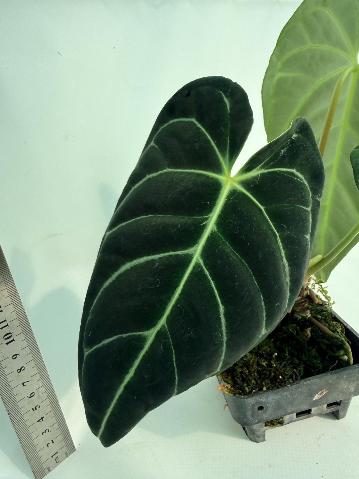 Anthurium Regale 4