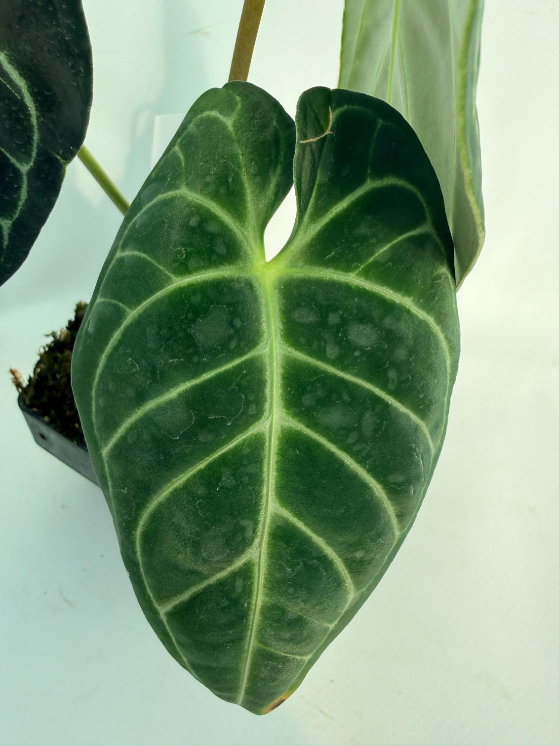 Anthurium Regale 5