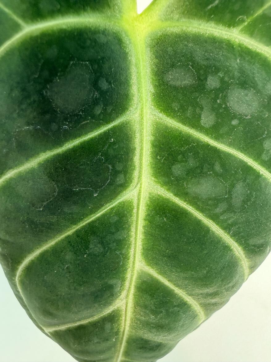 Anthurium Regale 6