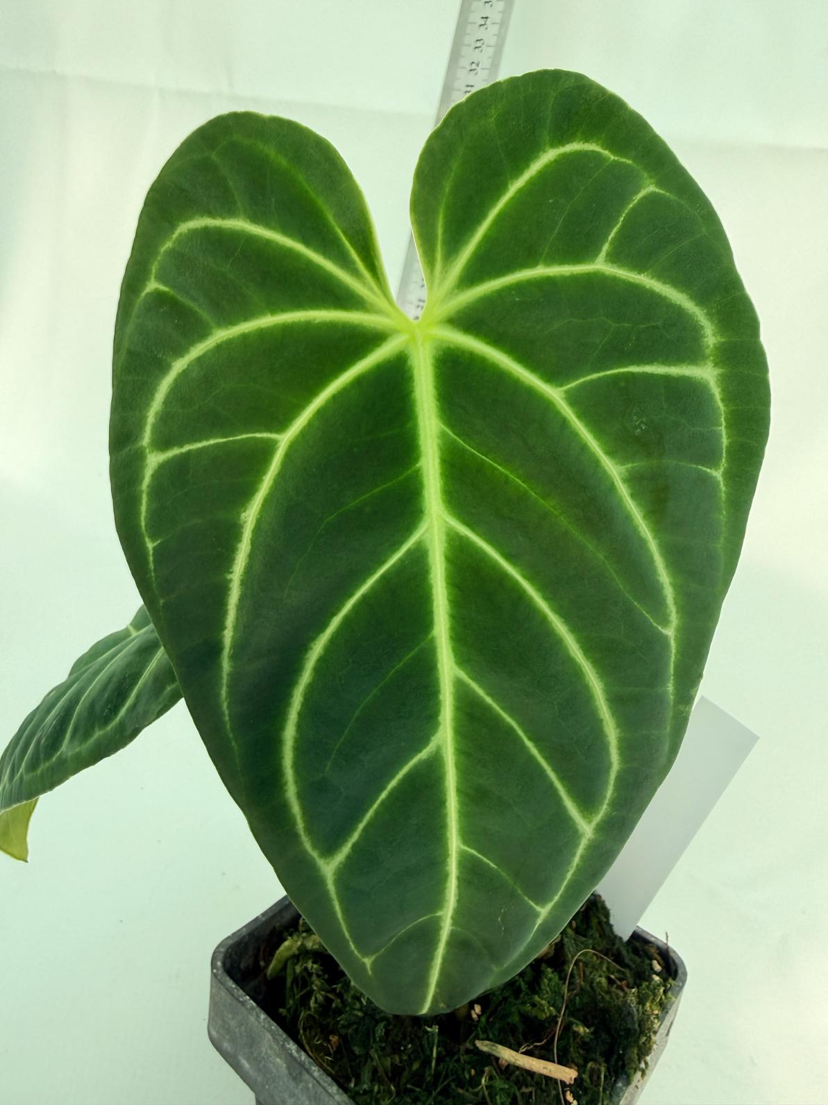 Anthurium Regale 7