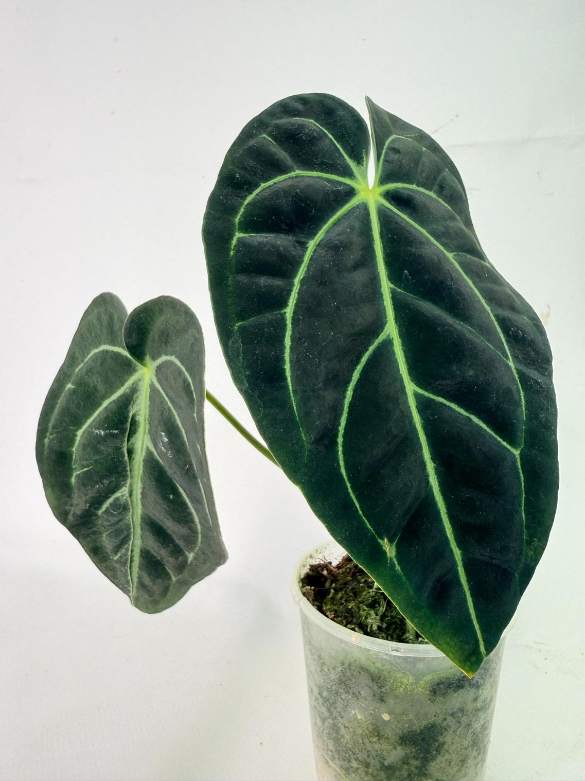Anthurium Regale 09