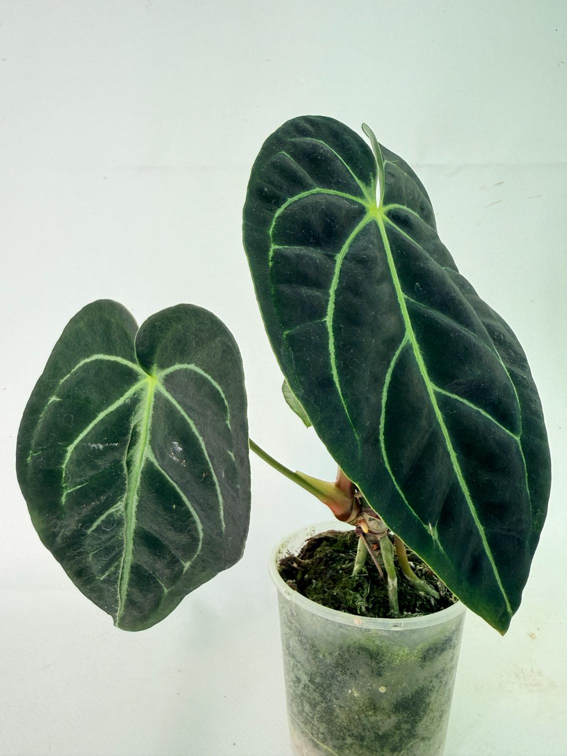 Anthurium Regale 10