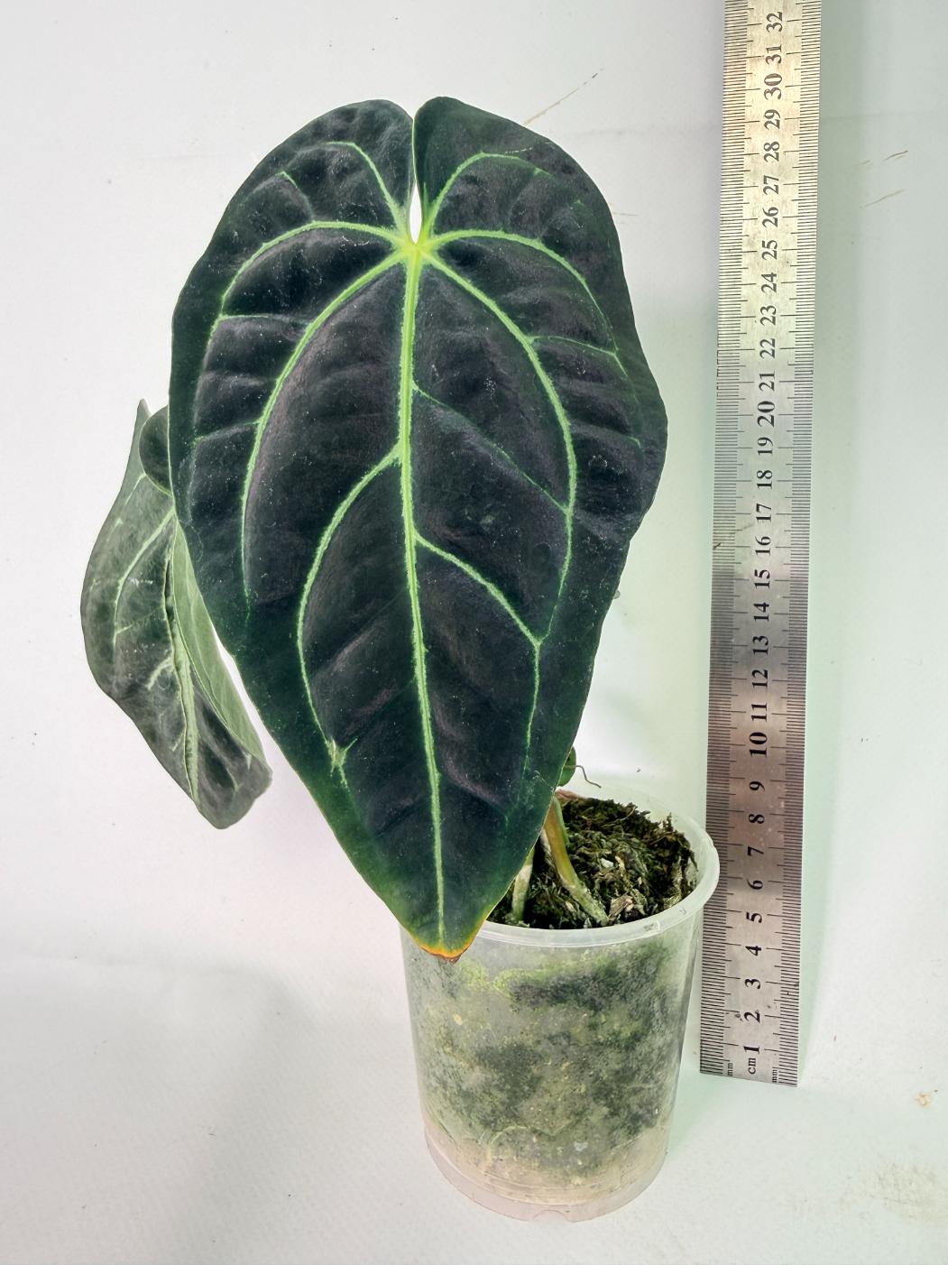 Anthurium Regale 02