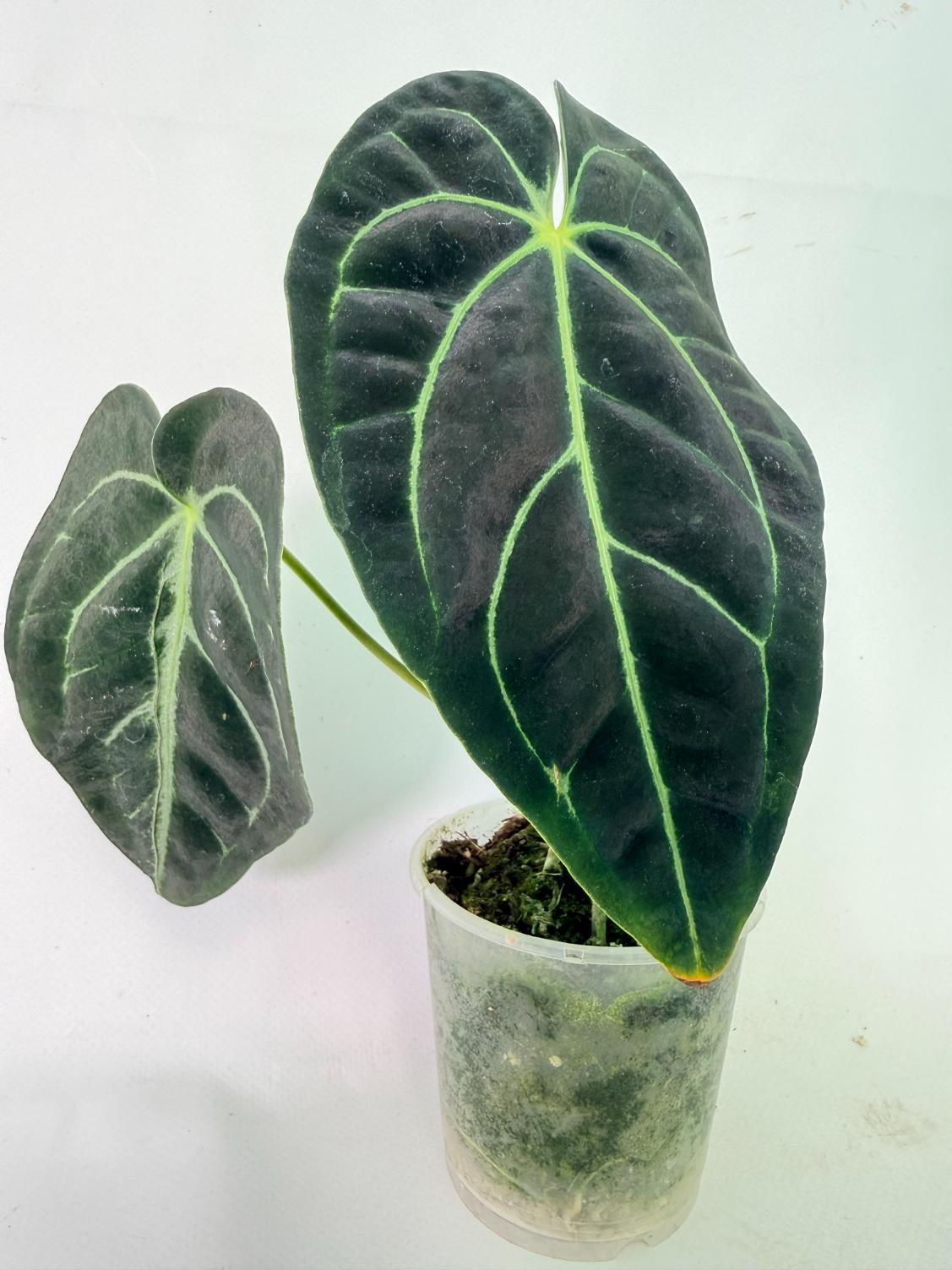 Anthurium Regale 01