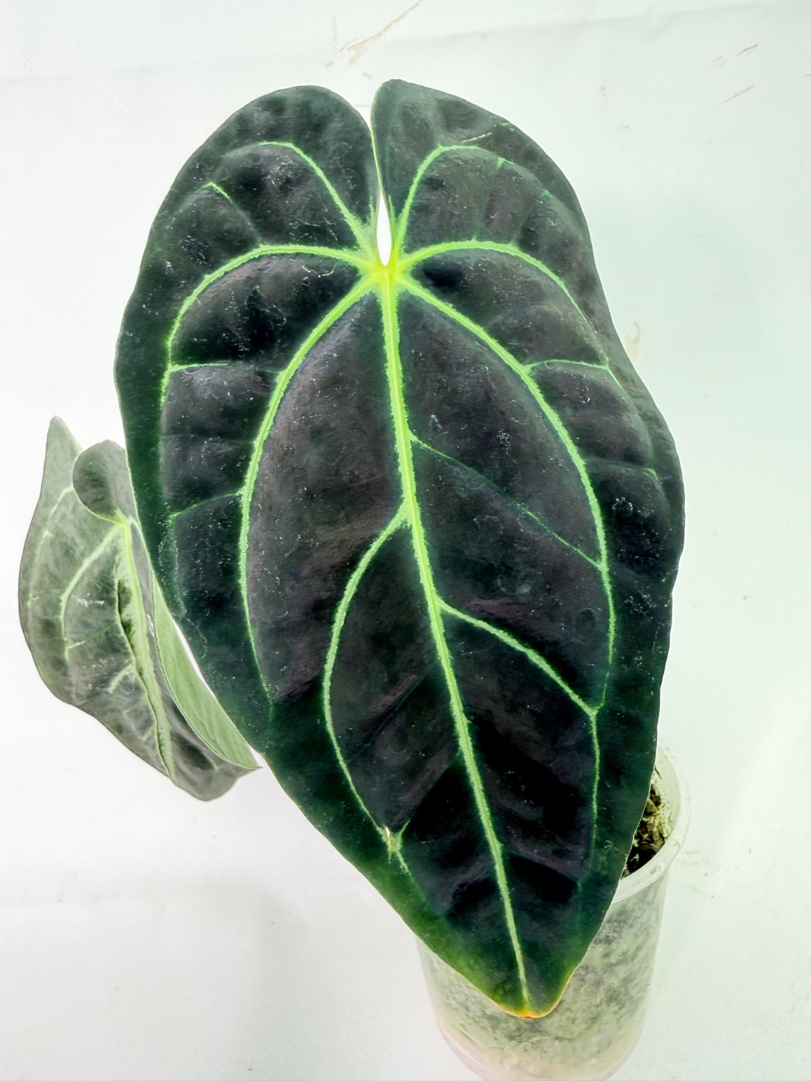 Anthurium Regale 03