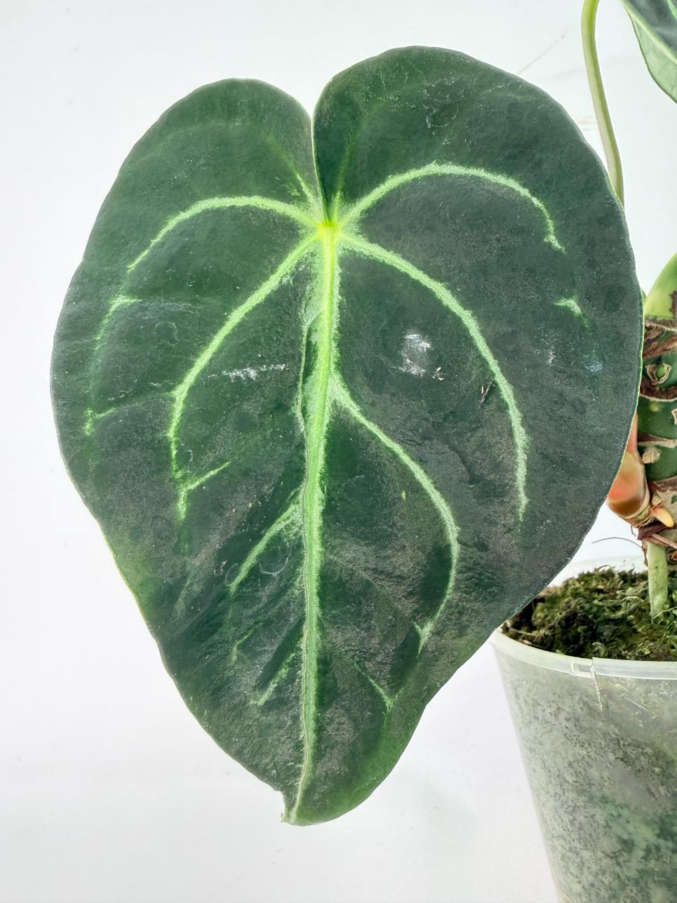 Anthurium Regale 04