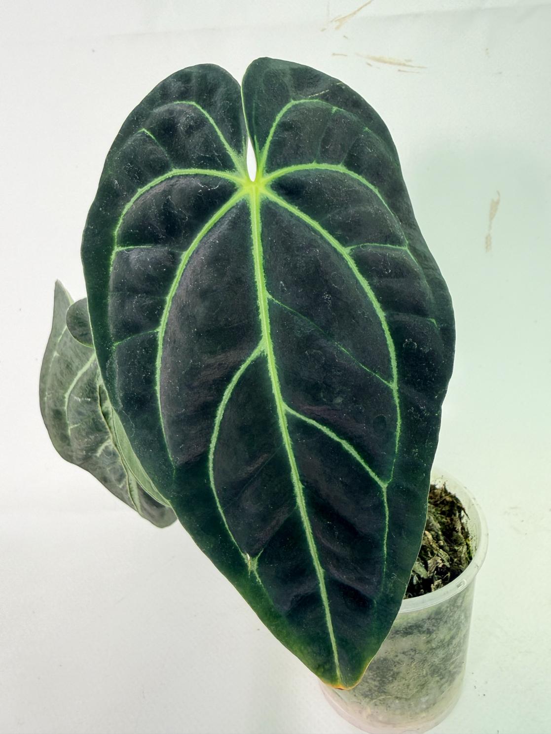 Anthurium Regale 05