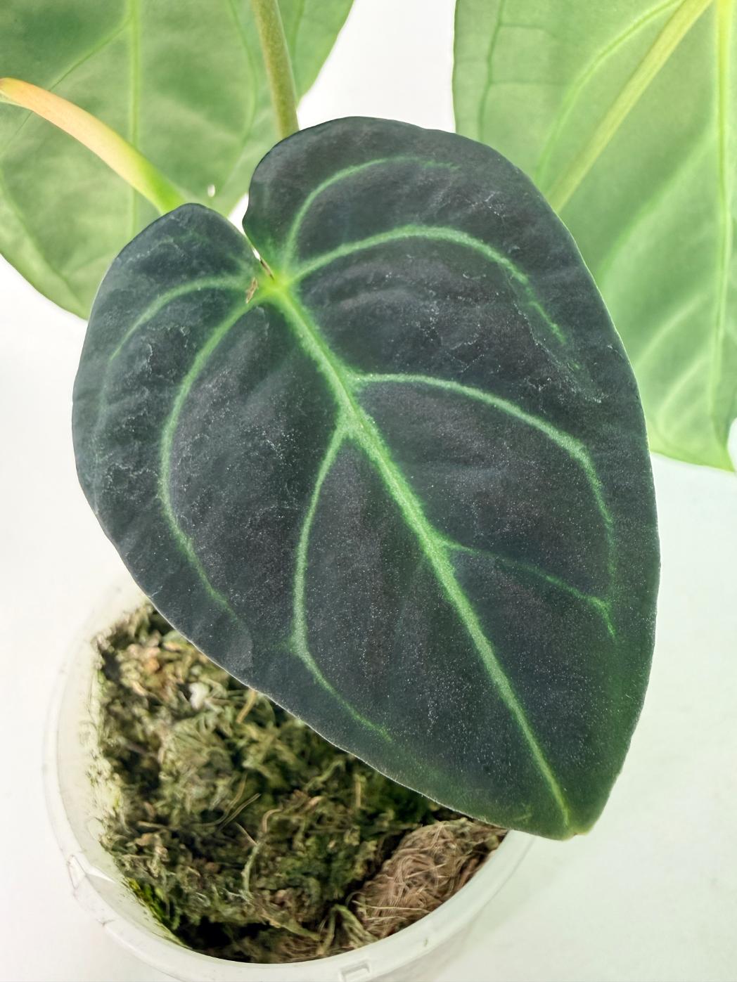 Anthurium Regale 06