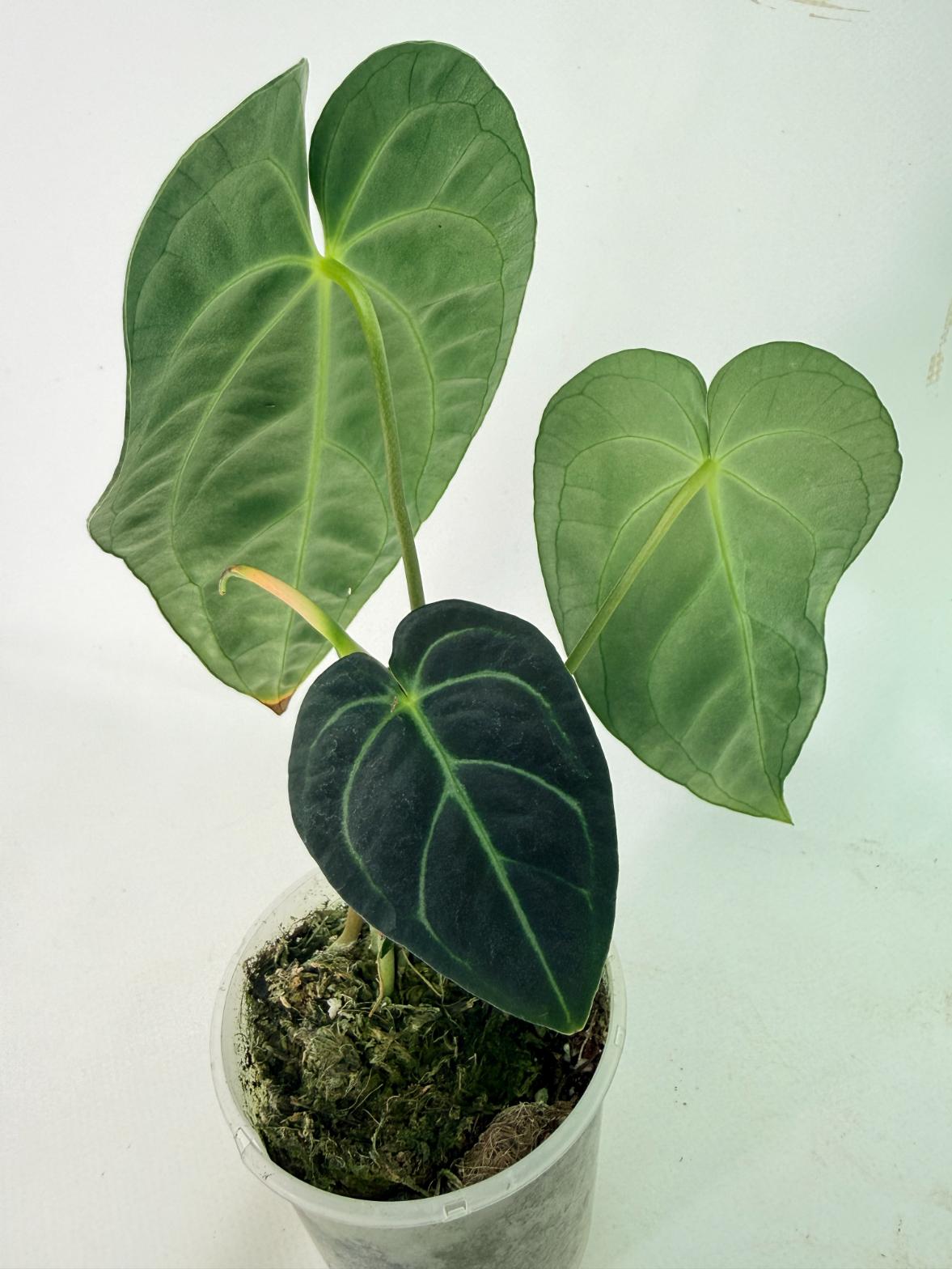 Anthurium Regale 07