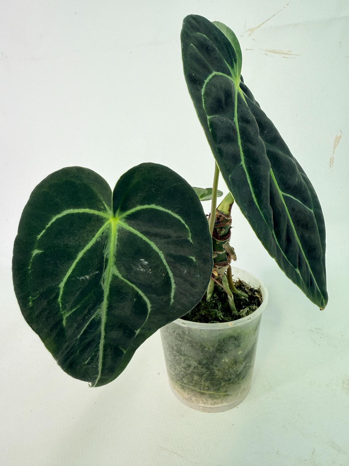 Anthurium Regale 08