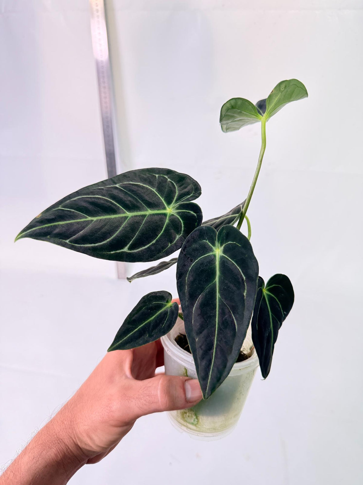 Anthurium Regale 3