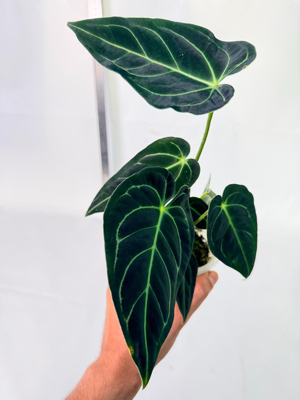 Anthurium Regale 9