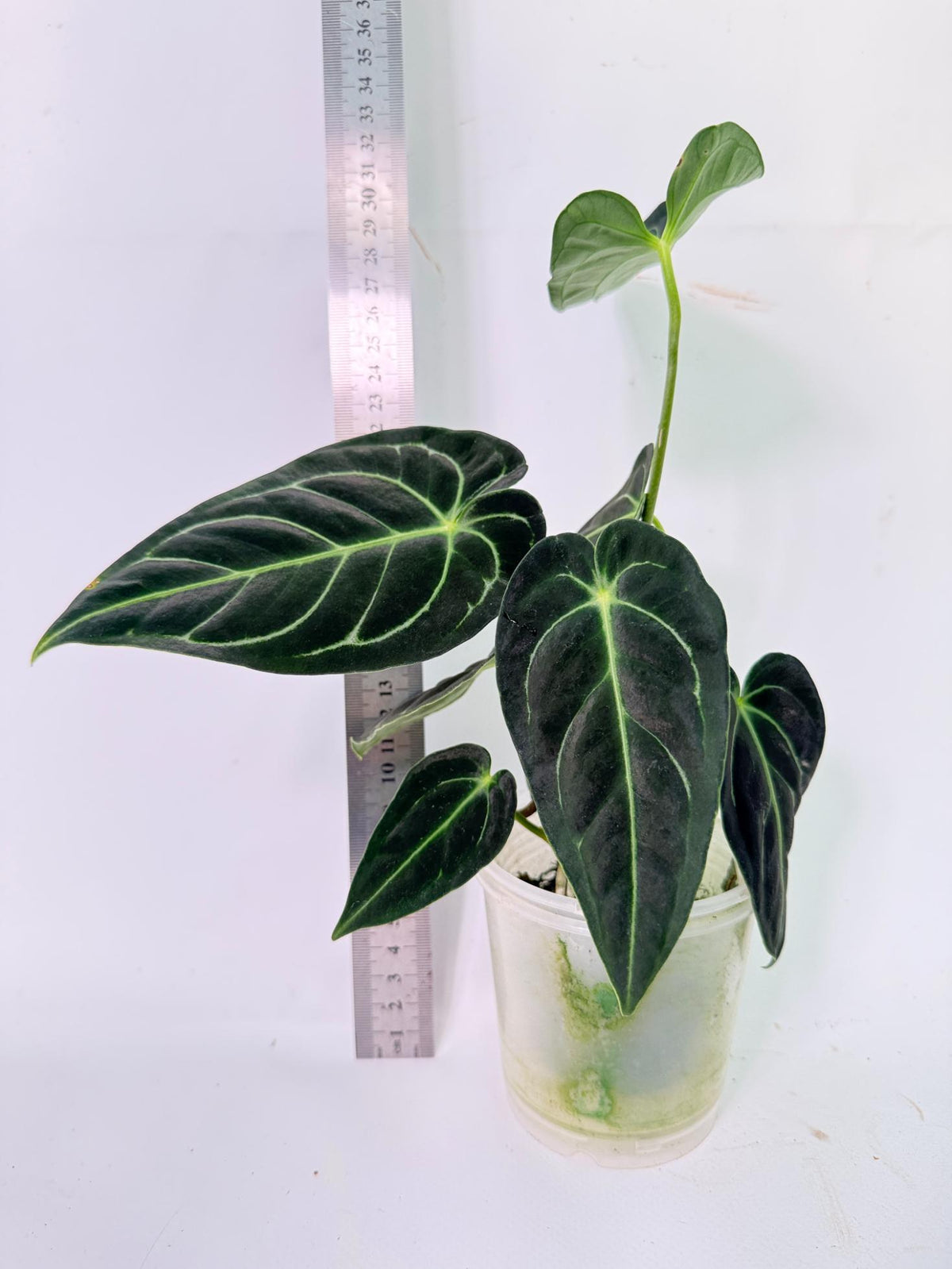 Anthurium Regale 4
